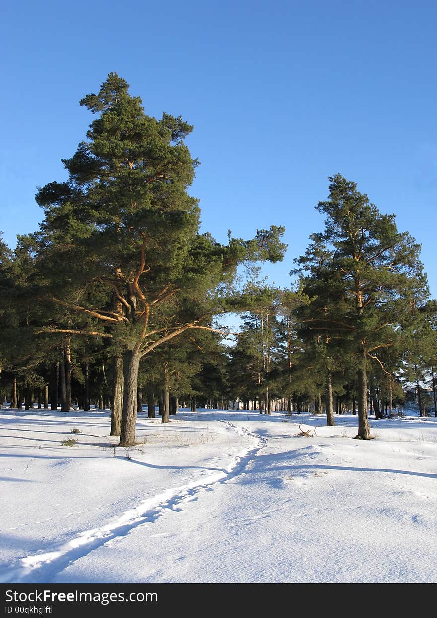 Pine trees in winter forest, narrow path between trees, sunny day. Pine trees in winter forest, narrow path between trees, sunny day