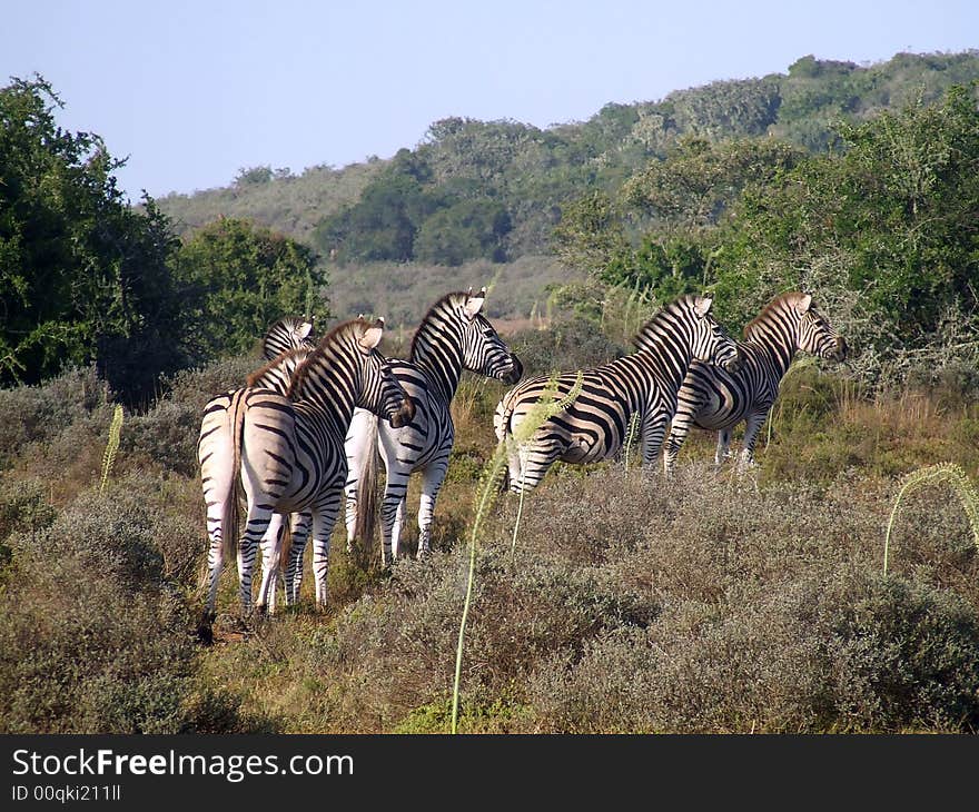 Zebra On Alert