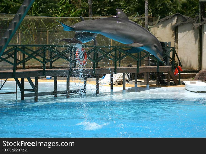 A Dolphin jumping in mid-air during a show at a safari park. A Dolphin jumping in mid-air during a show at a safari park