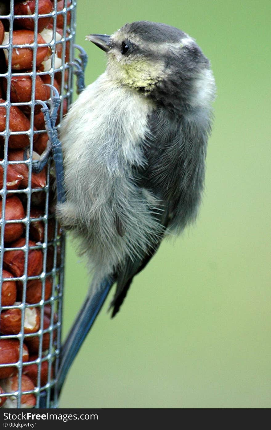 Baby Blue Tit