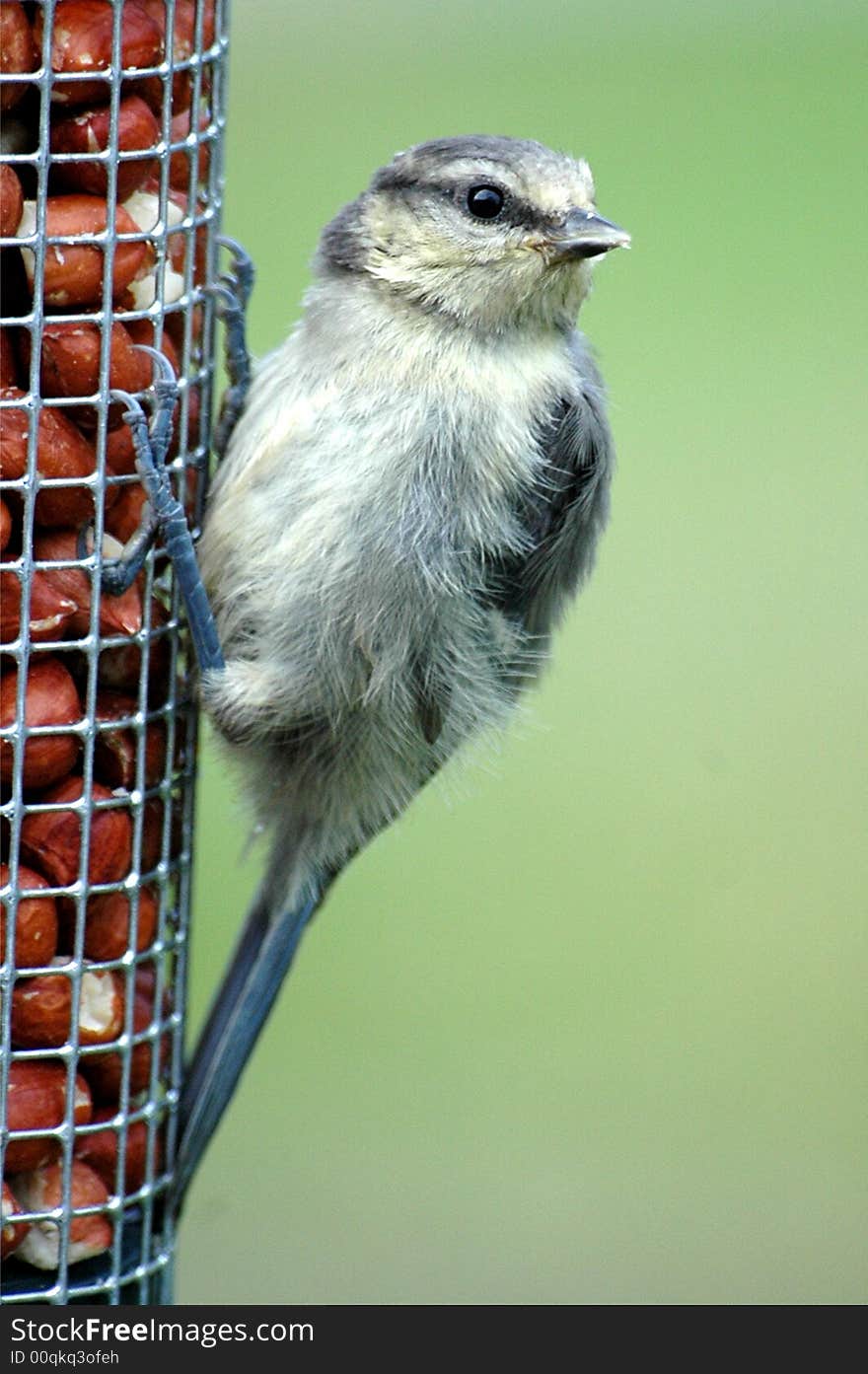 Baby blue tit