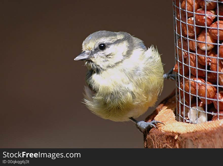 Baby Blue Tit