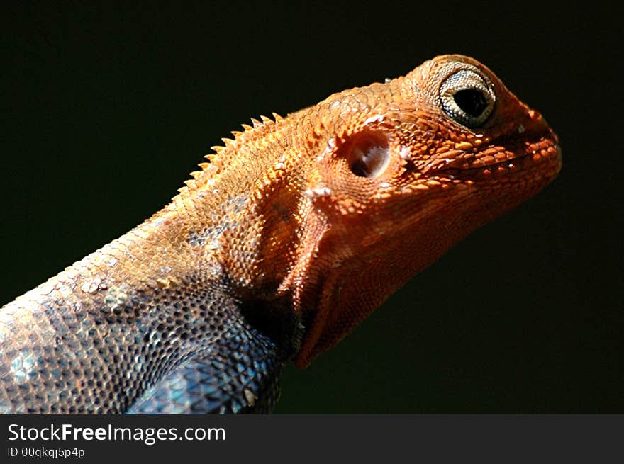 Close up shot of a Red Headed Lizard