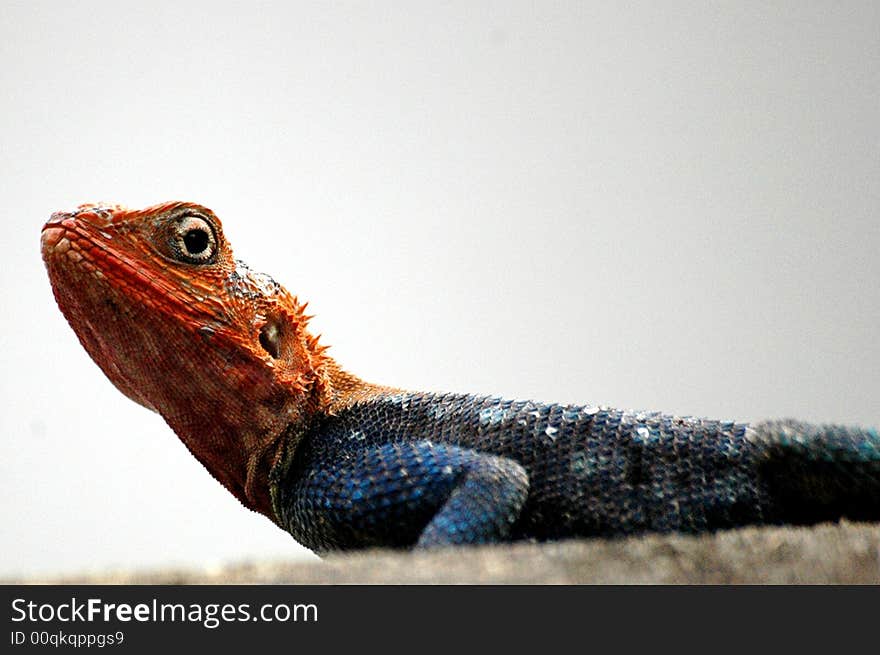 Close up shot of a Red Headed Lizard