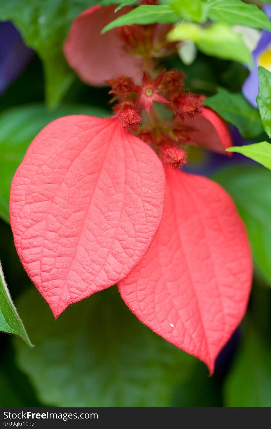 Red Leaves Plant