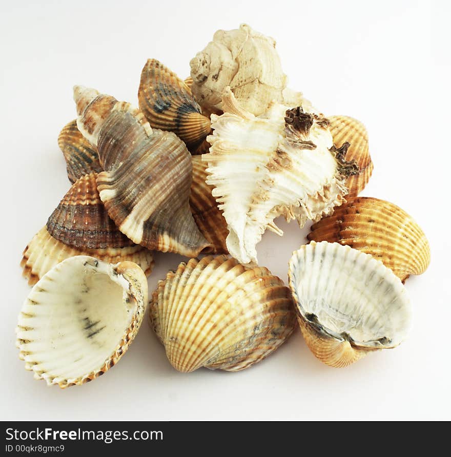 Many shells on white background.