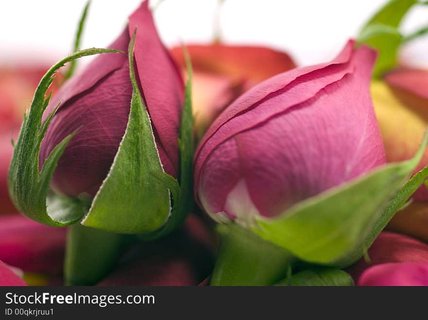 Two roses red and pink close - up