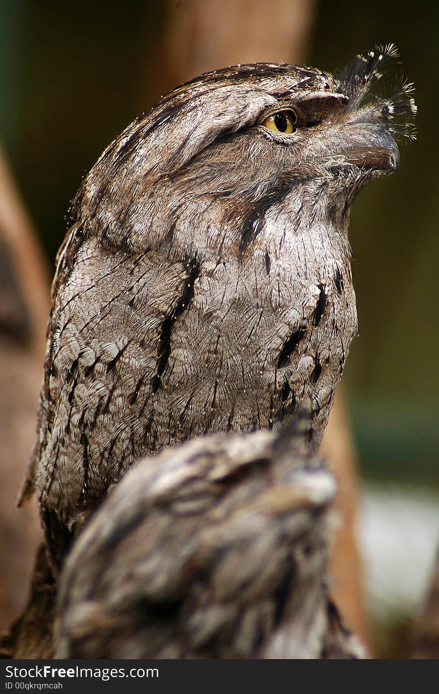 Grey australian bird, large yellow eyes, camouflaged to look like a tree branch. Grey australian bird, large yellow eyes, camouflaged to look like a tree branch.