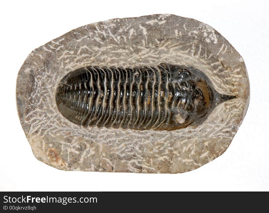 The marine fosil of trilobit