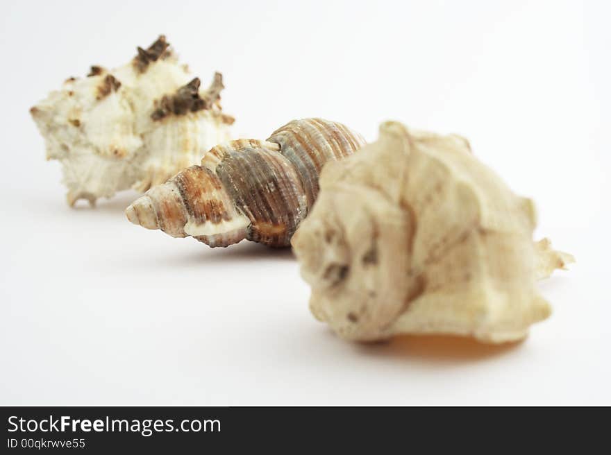 Three shells on white background.