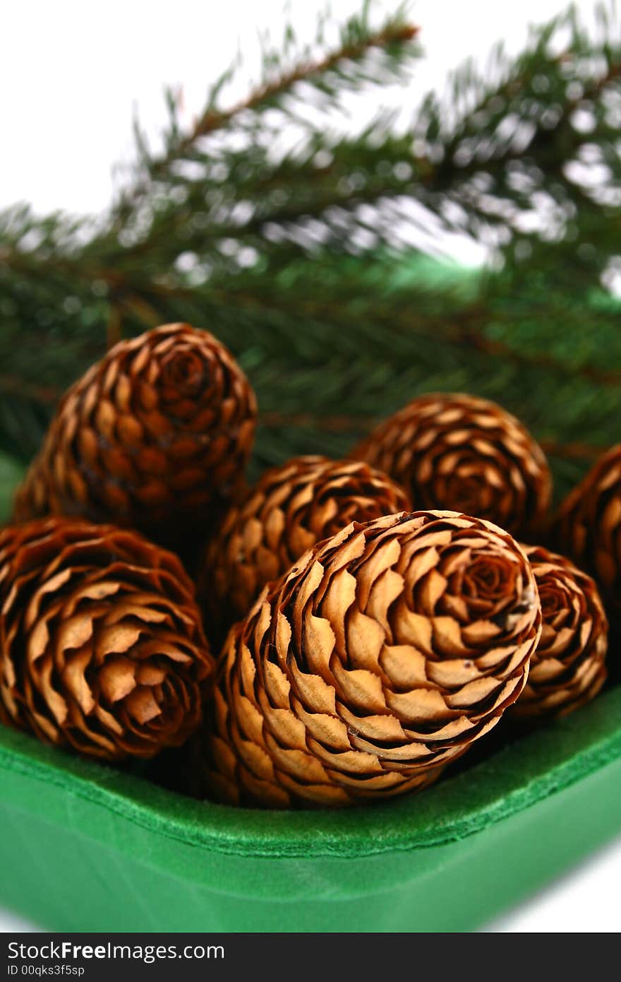 Pine cone isolated on the white background. Pine cone isolated on the white background