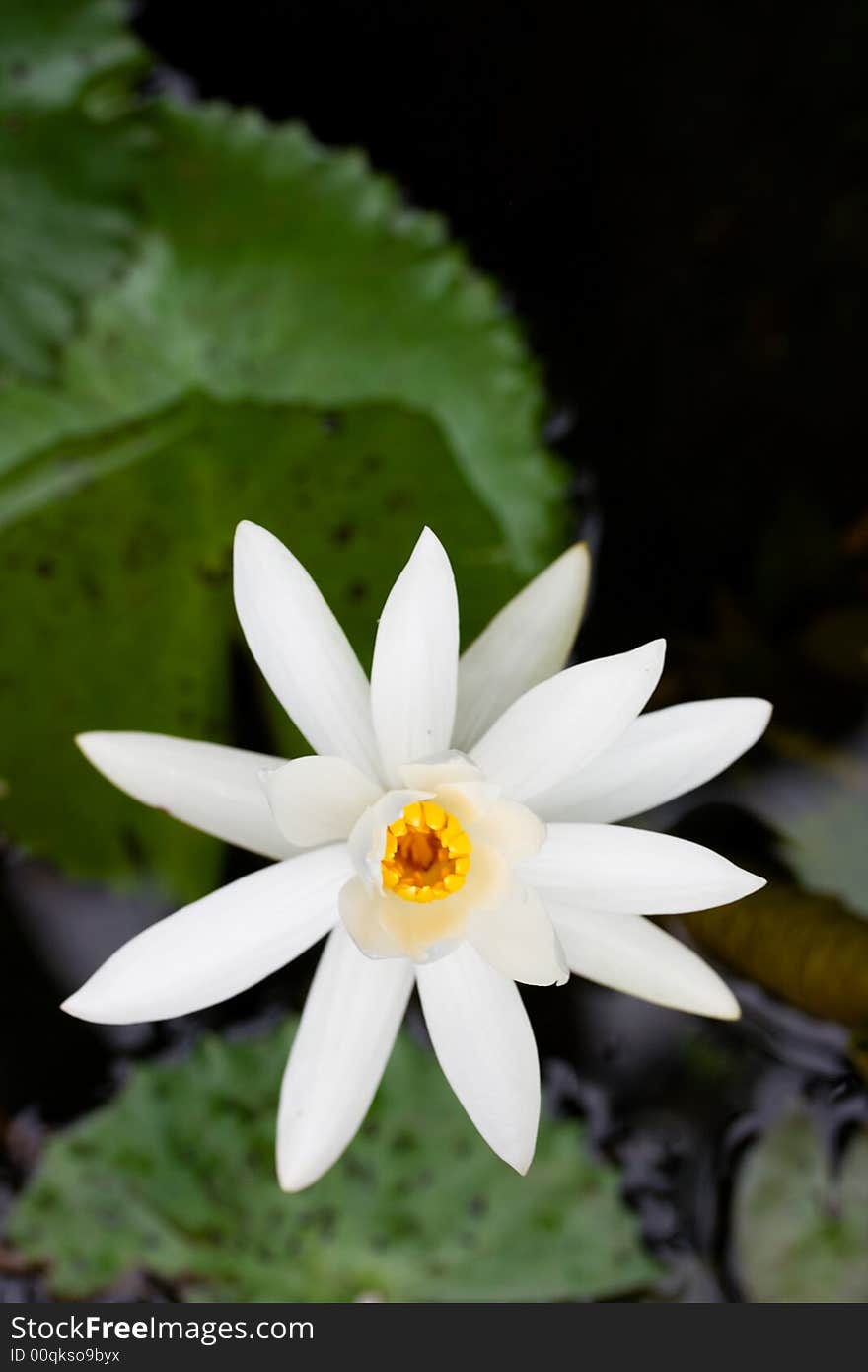 Pure white lotus flower against green background. Pure white lotus flower against green background