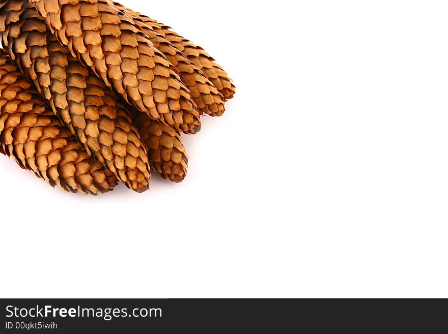 Pine cone isolated on the white background. Pine cone isolated on the white background