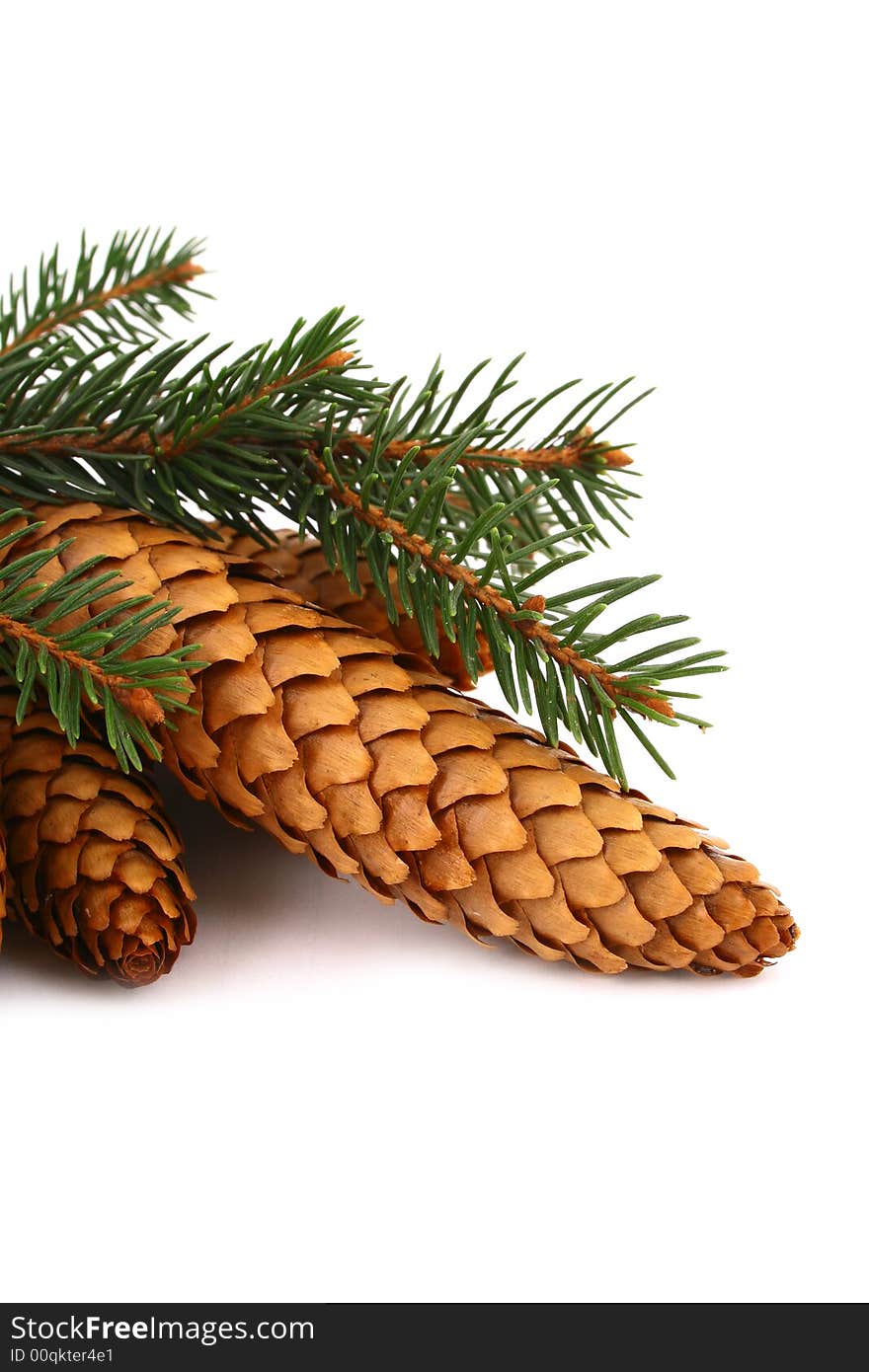 Pine cone isolated on the white background. Pine cone isolated on the white background