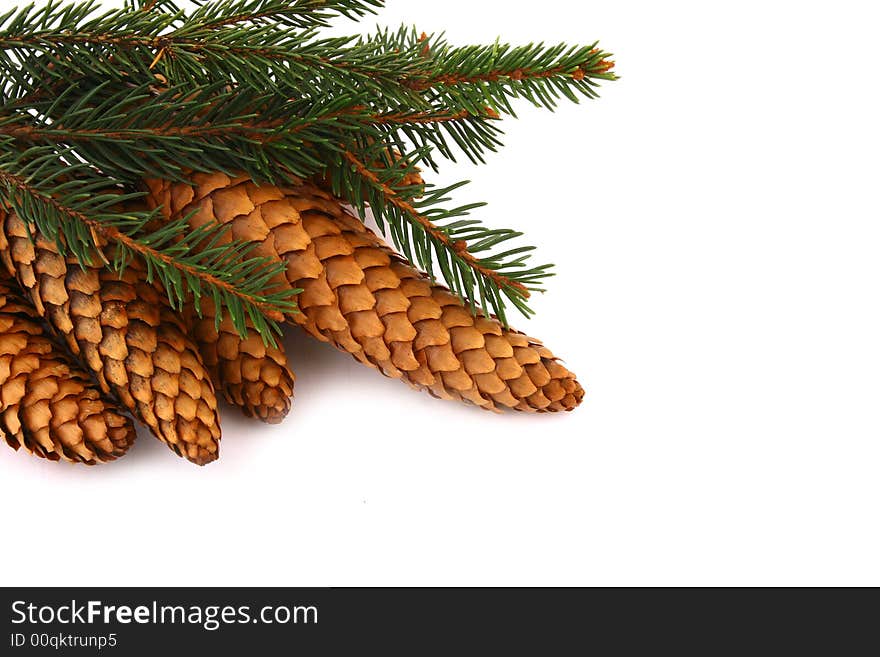 Wood pine fir cones