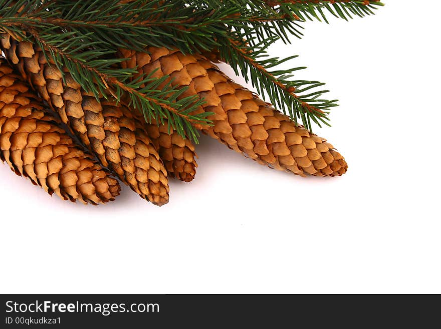 Wood pine fir cones