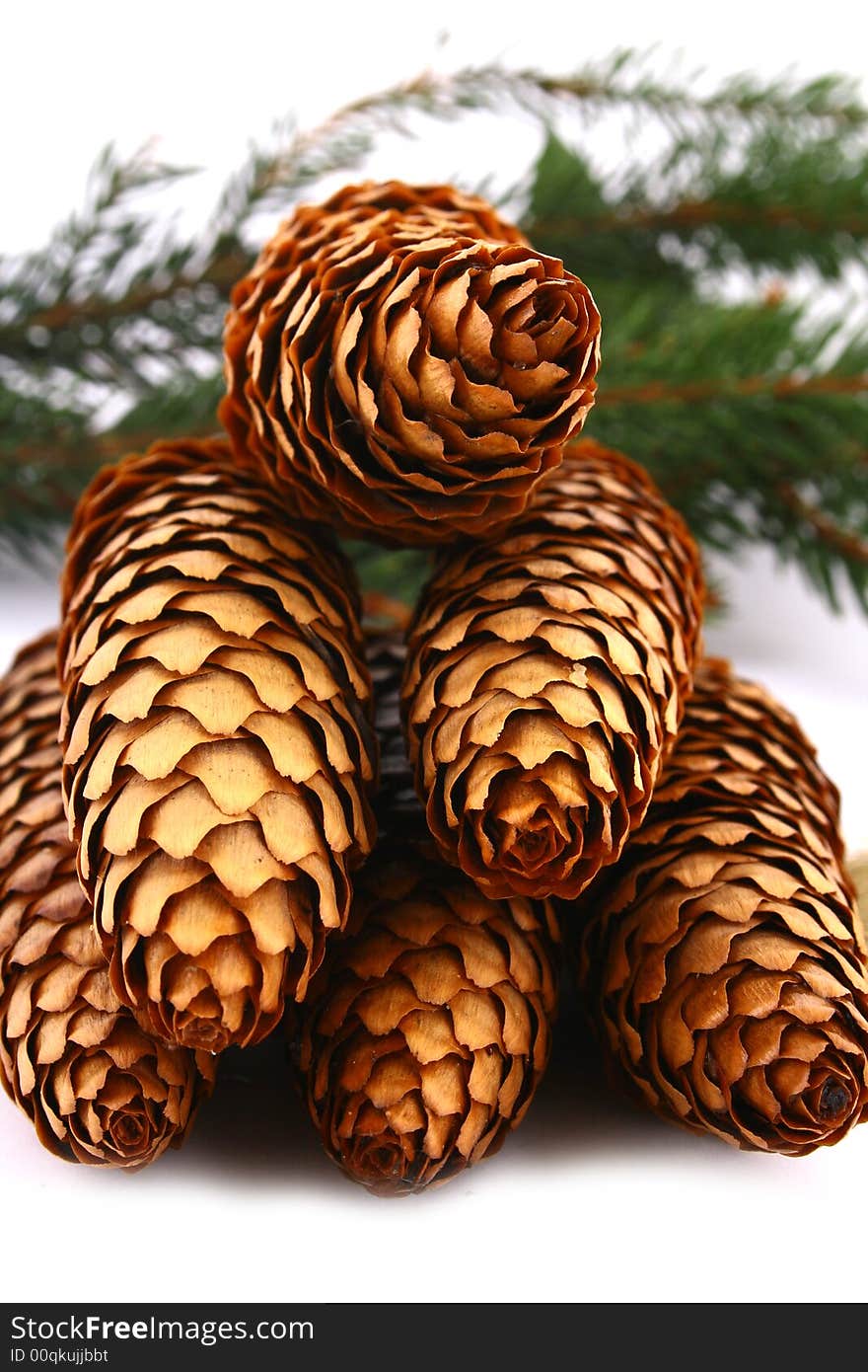 Pine cone isolated on the white background. Pine cone isolated on the white background