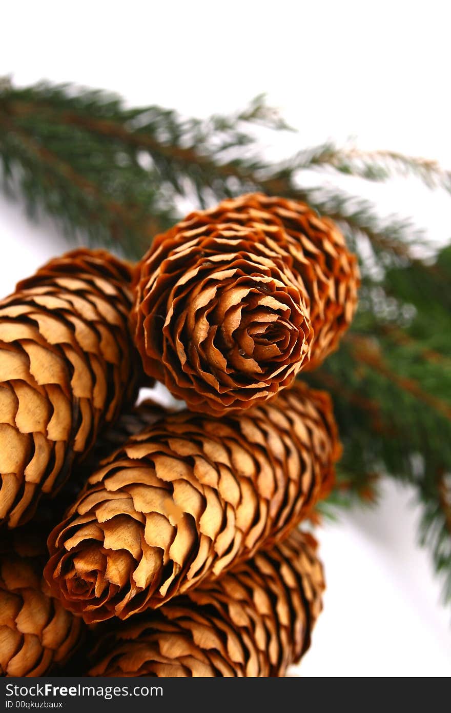 Wood pine fir cones