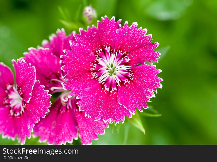 Pink Color Flower Blooming