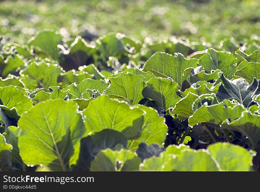 Green cabbage on the field in warm morning light. Healthy food. eco-food. Green cabbage on the field in warm morning light. Healthy food. eco-food.