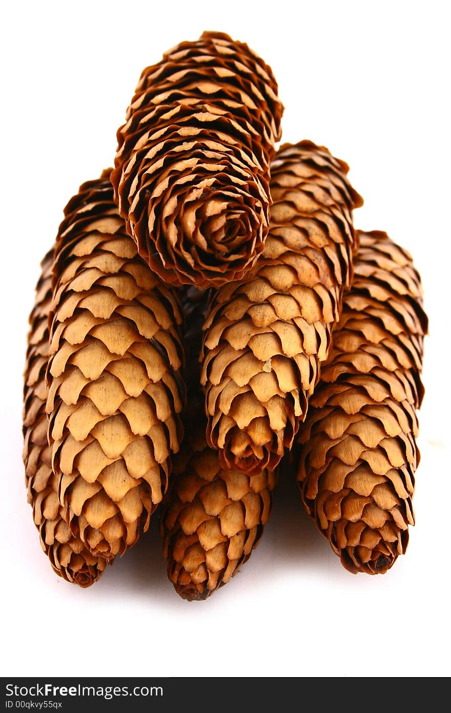 Wood pine fir cones