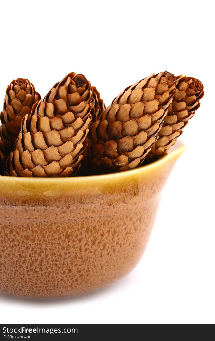 Pine cone isolated on the white background. Pine cone isolated on the white background