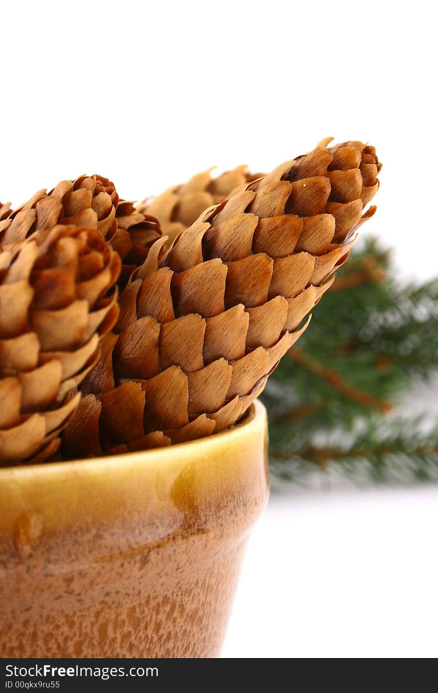 Wood pine fir cones