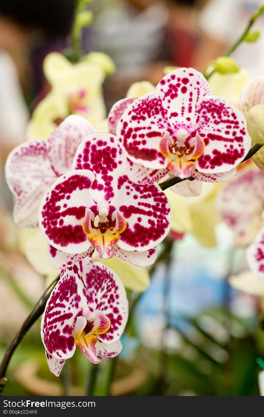 Colorful orchids blooming in the garden. Colorful orchids blooming in the garden