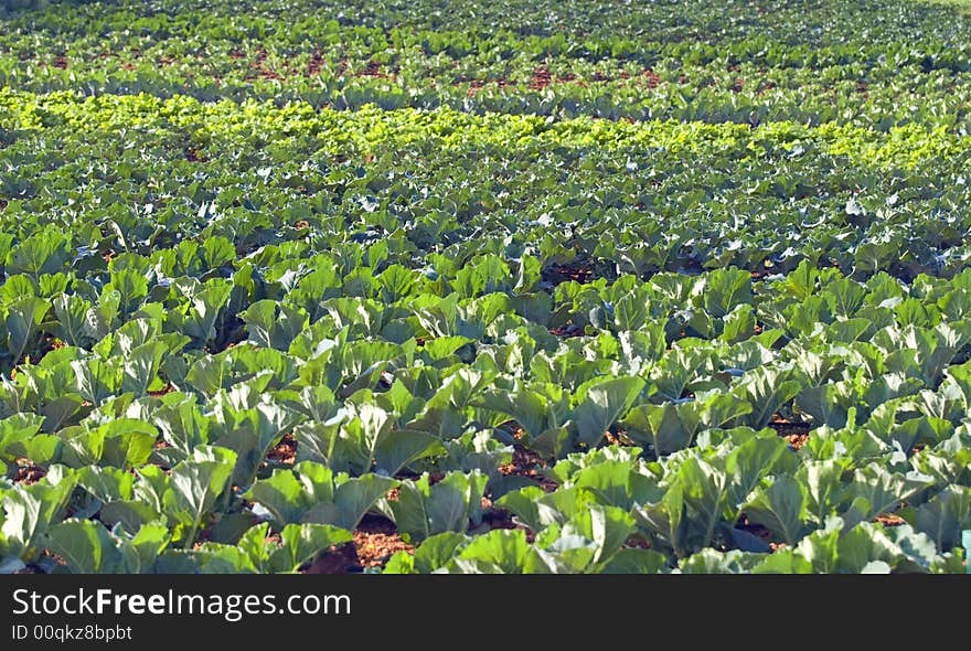 Green cabbage on the field  in warm morning light. Healthy food. eco-food.
standing in row, sharp at front. Diverent colors of green. . Green cabbage on the field  in warm morning light. Healthy food. eco-food.
standing in row, sharp at front. Diverent colors of green.