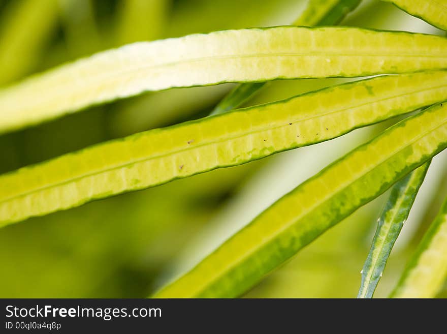 Long shape green leaves