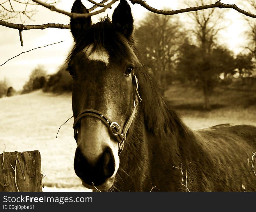 High contrast sepia image of a farm horse. High contrast sepia image of a farm horse