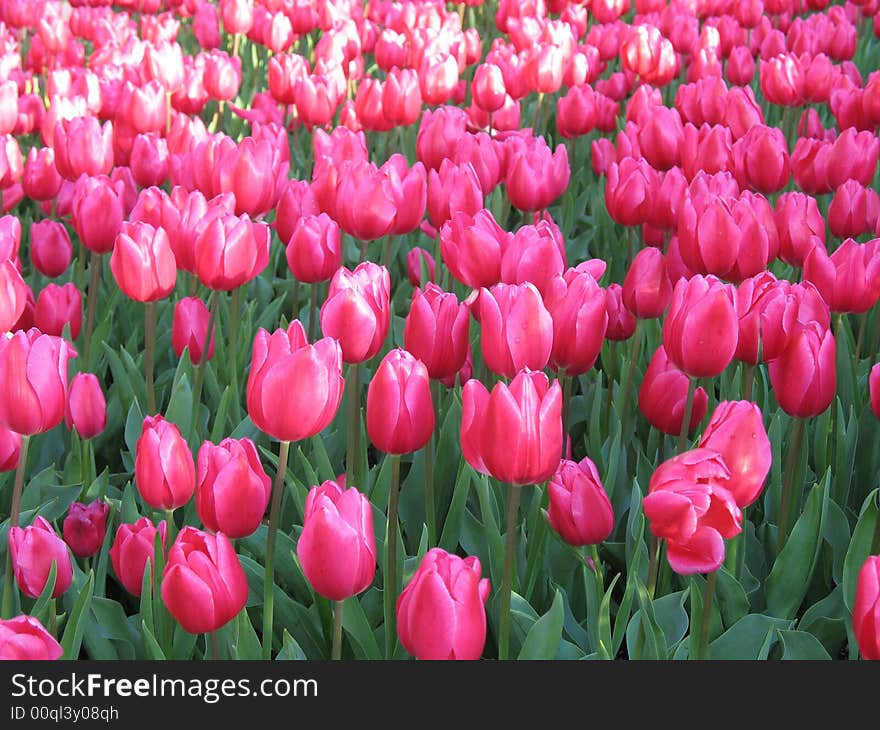 Tulip Garden