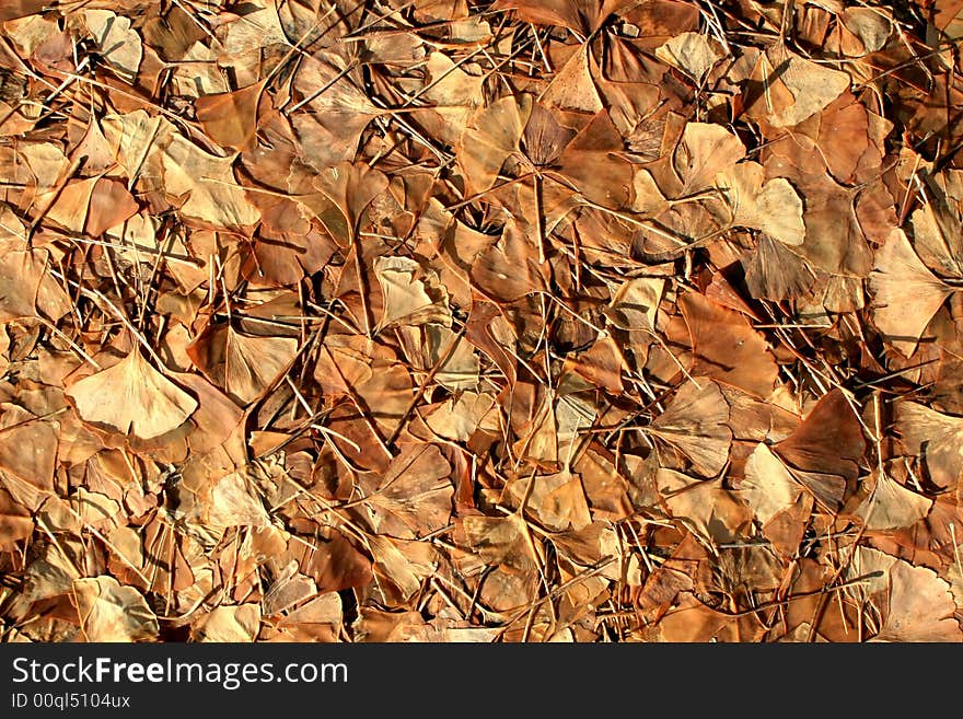 Gingko Biloba Leaves