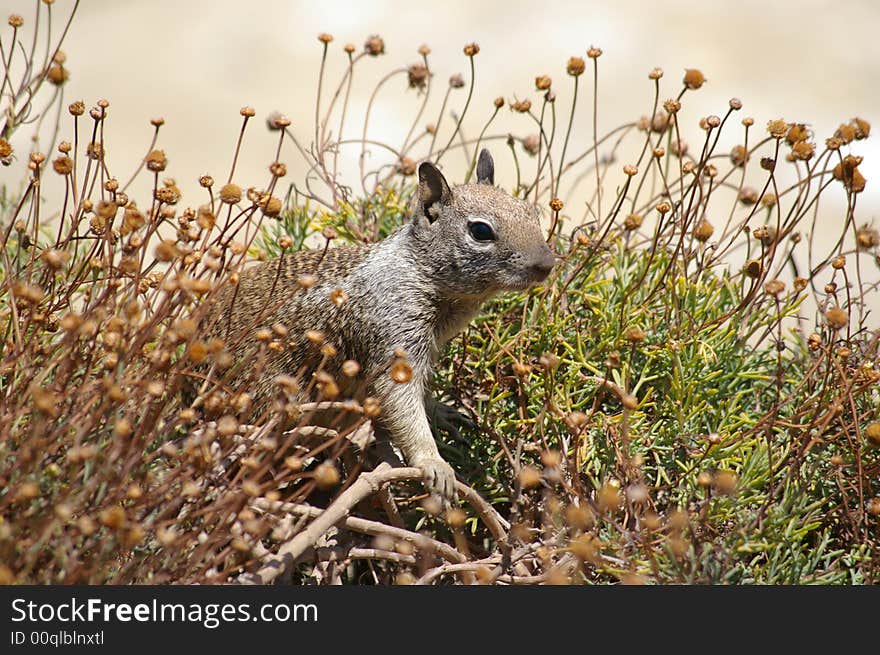 A young squirrel hiding in the bushes.