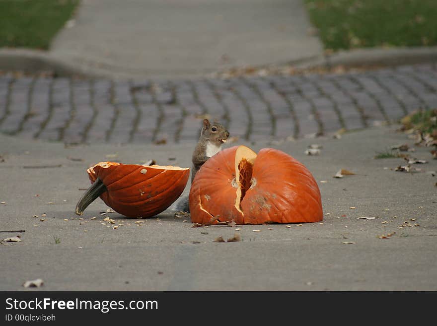 Squirrel with pumpkin