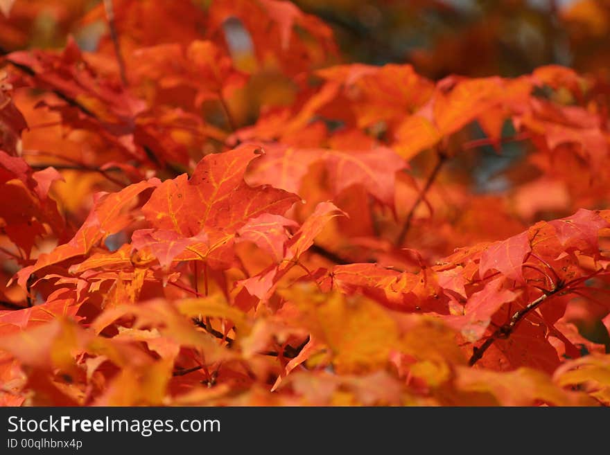 A closeup of red maple leaves on a branch in fall.