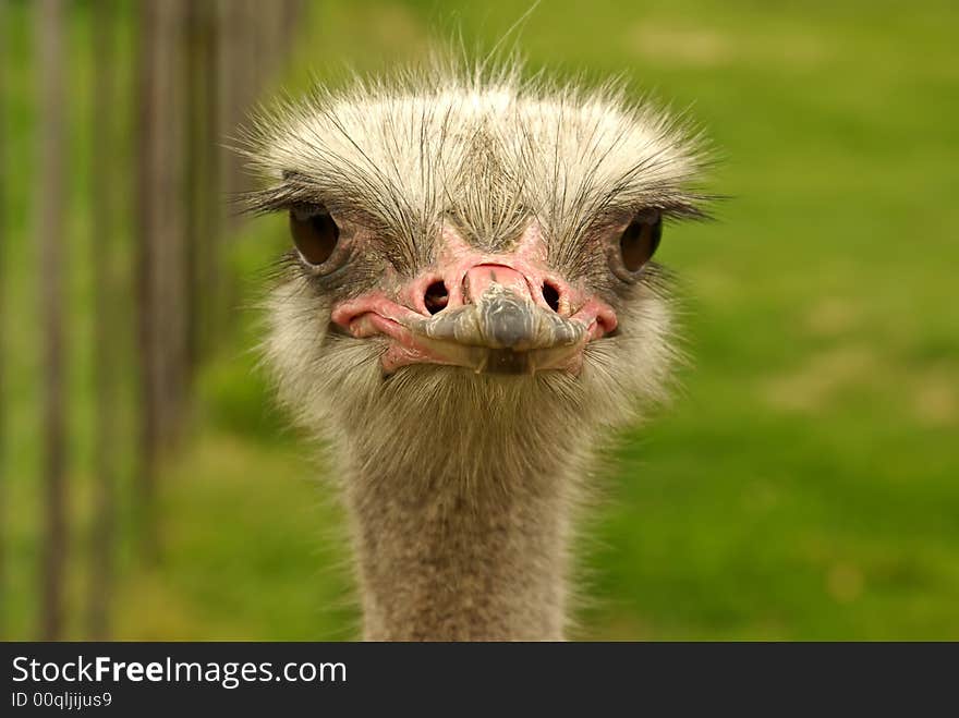 African two-toed ostrich - close-up portrait