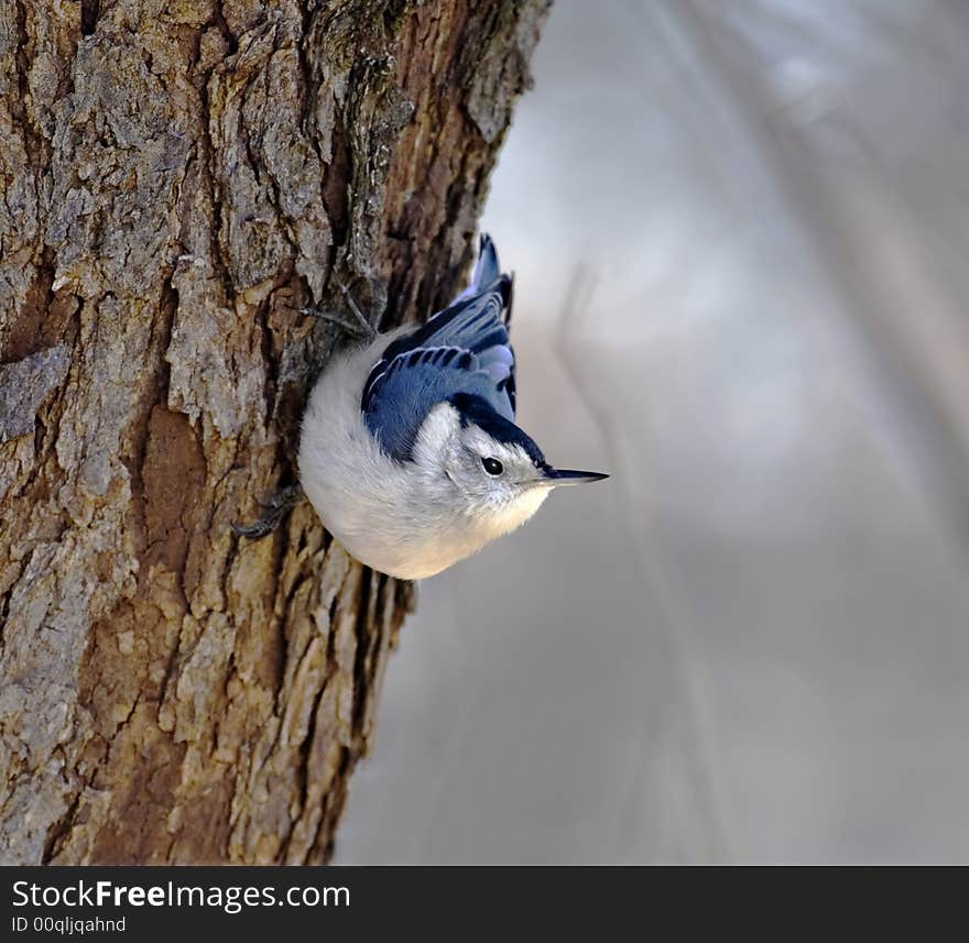 White-breasted nuthatch perched on the side of a tree