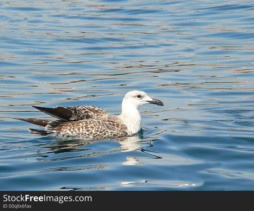 Seagull at sea