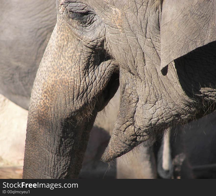 African elephant close up smiling. African elephant close up smiling