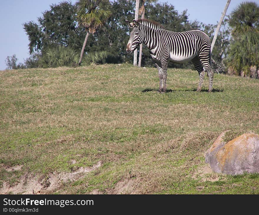 Lonely zebra grazing in grasslands. Lonely zebra grazing in grasslands