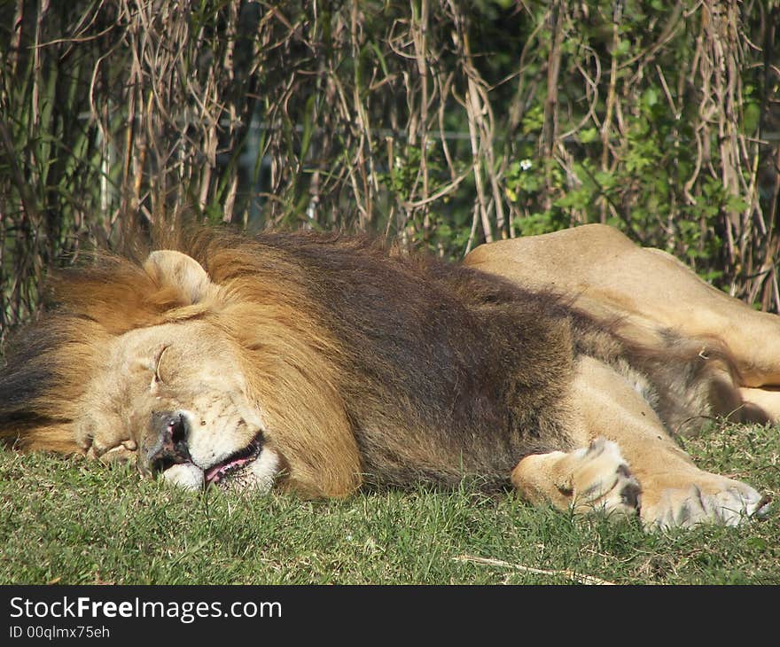 Sleepy king of the jungle. Sleepy king of the jungle