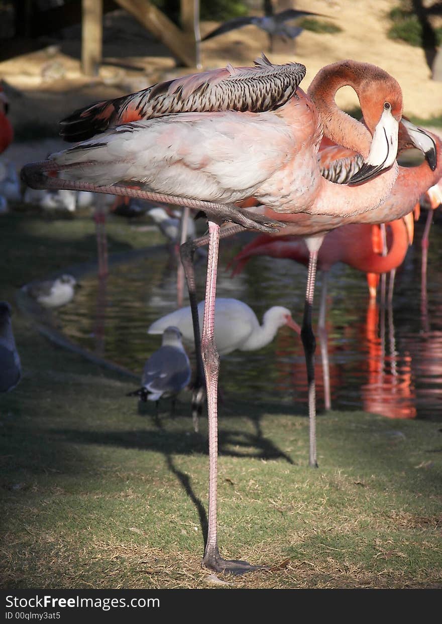 Multi colored pink african flamingo. Multi colored pink african flamingo