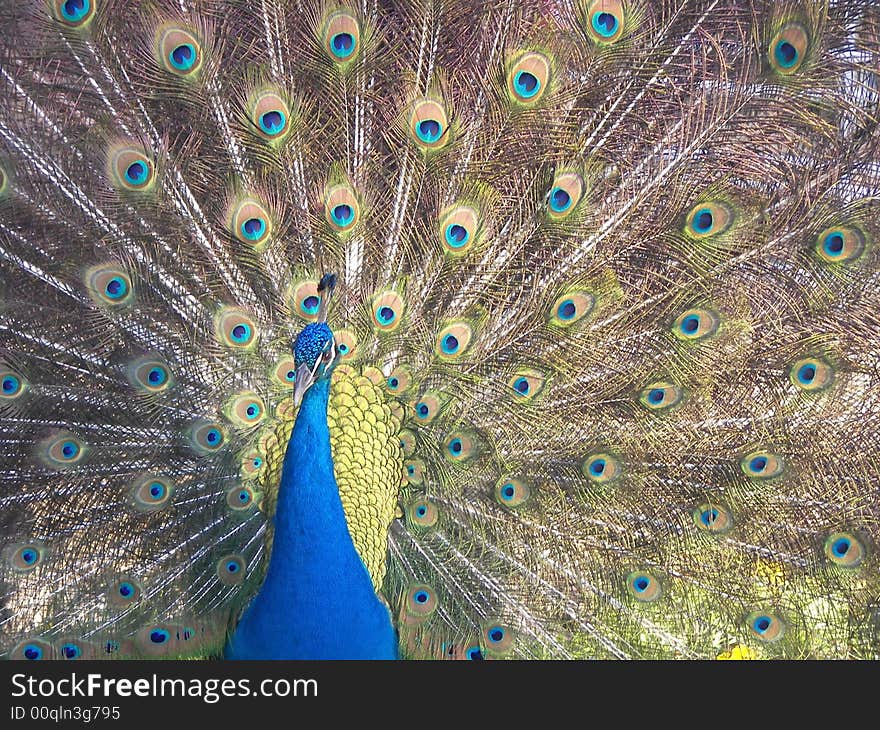 Peacock showing off his beautiful plumage