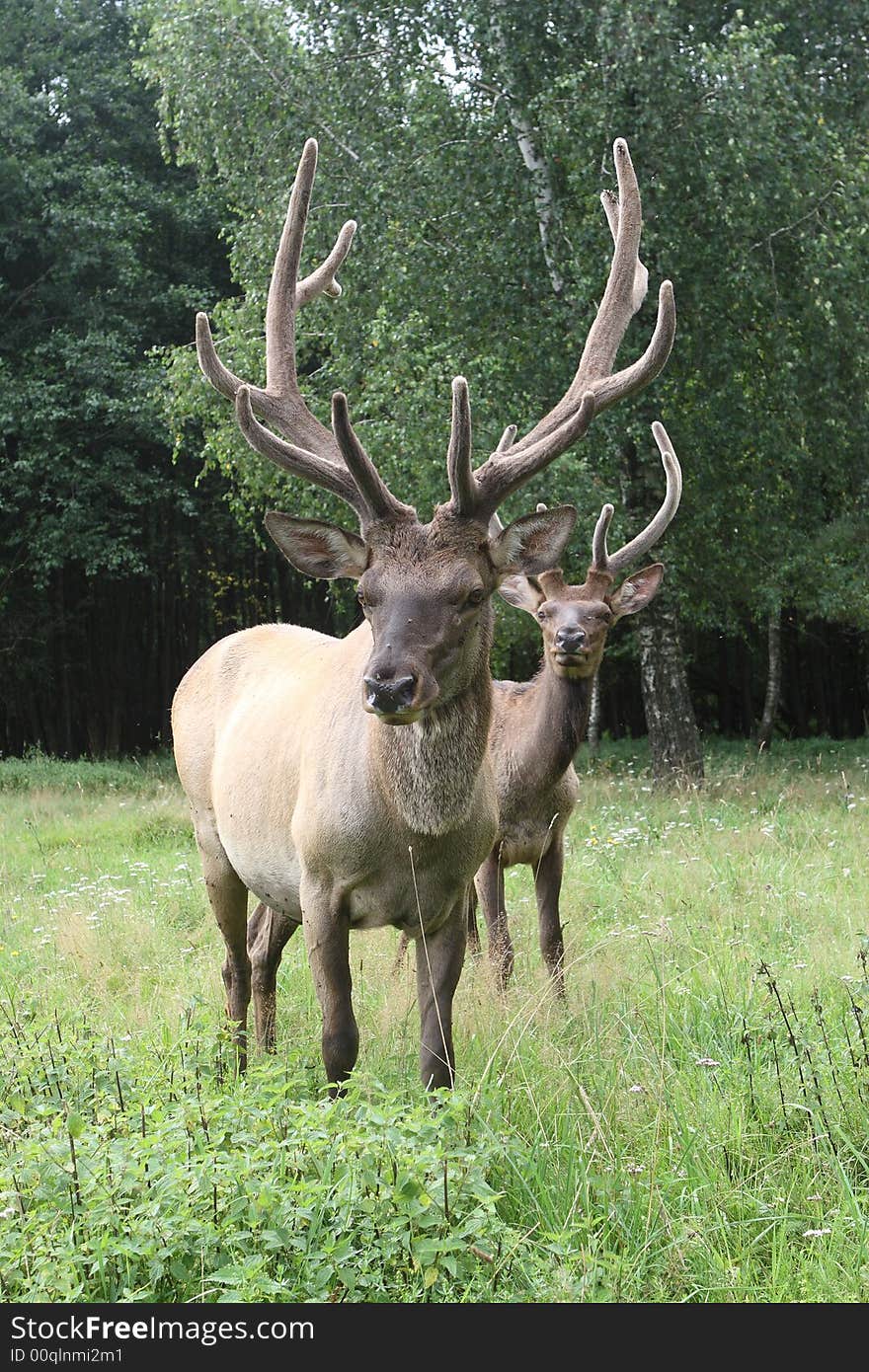 Deers on a lawn