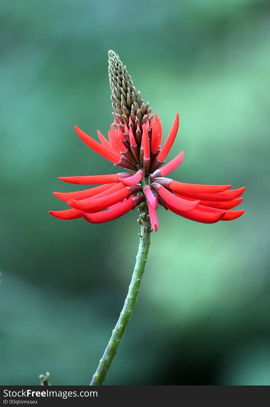 A brazilian tropical red flower. A brazilian tropical red flower