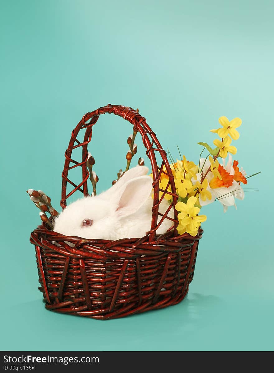 albino, white rabbit in basket