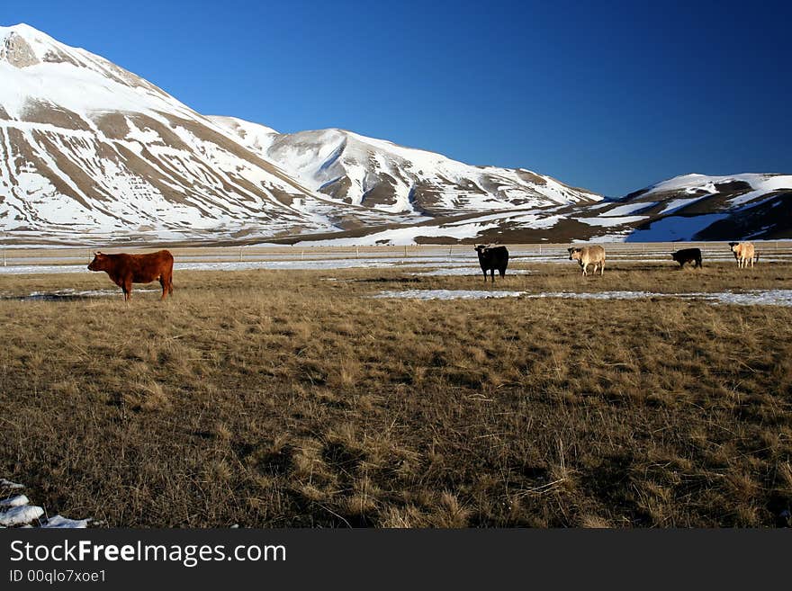 Cows in a winter landscape captured near Castelluccio di Norcia - Umbria - Italy