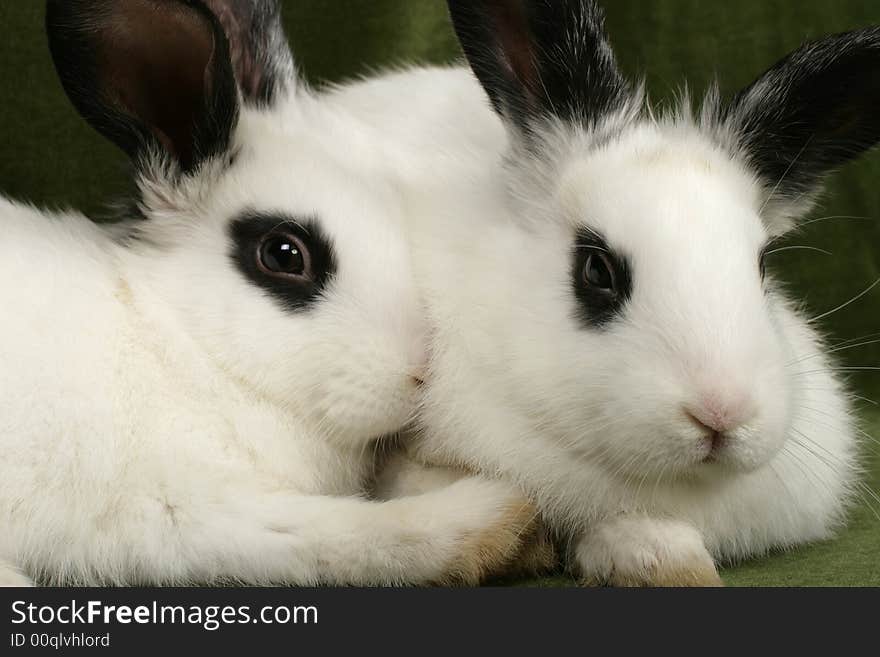 Twin Rabbits