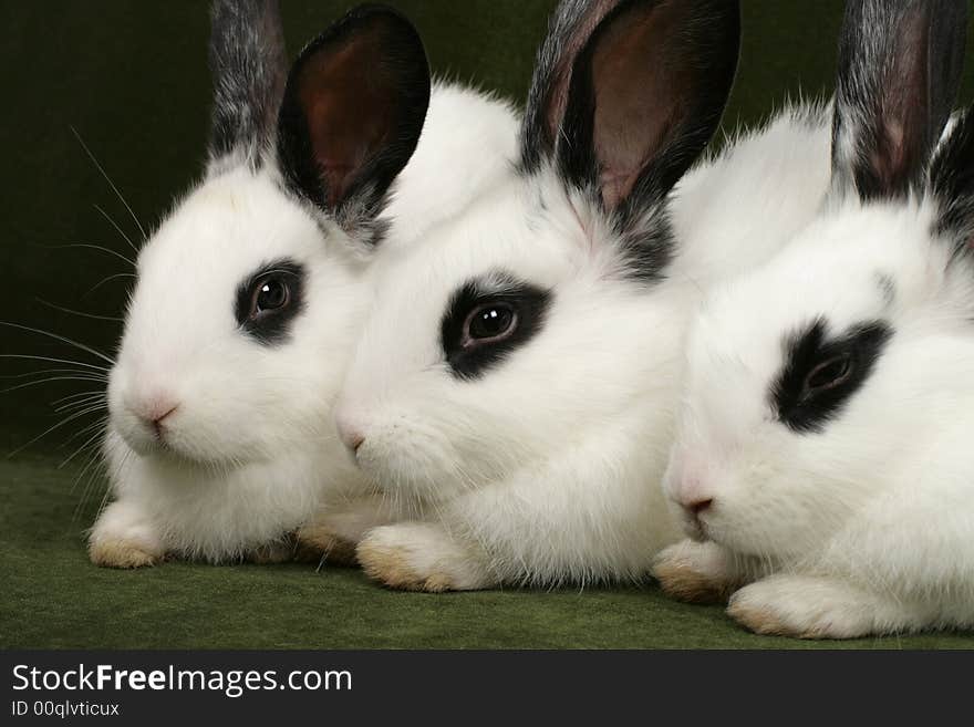 Close up portrait of three cute rabbits. Close up portrait of three cute rabbits